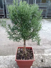 Rosmarino alb 19x19 bonsai V. 19 cm - Riviera Quality Società Agricola Cooperativa