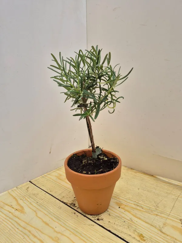 Rosmarino alb. 11 vaso coccio V. 10 cm - Riviera Quality Società Agricola Cooperativa