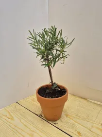 Rosmarino alb. 11 vaso coccio V. 10 cm - Riviera Quality Società Agricola Cooperativa