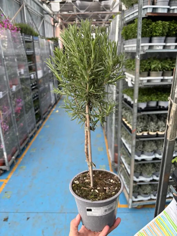 Rosmarino alb. 14 V. 14 cm - Riviera Quality Società Agricola Cooperativa