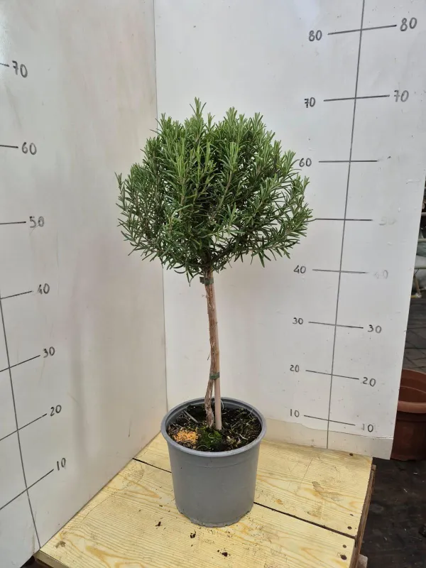 Rosmarino alb. 18 V. 18 cm - Riviera Quality Società Agricola Cooperativa