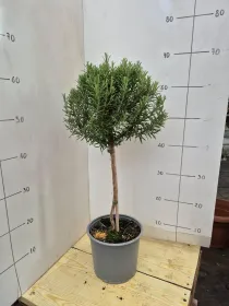 Rosmarino alb. 18 V. 18 cm - Riviera Quality Società Agricola Cooperativa