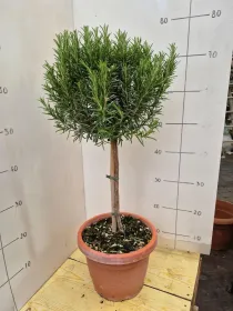 Rosmarino alb. 24 V. 24 cm - Riviera Quality Società Agricola Cooperativa