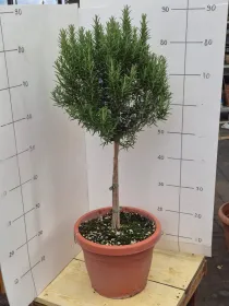 Rosmarino alb. 30 V. 30 cm - Riviera Quality Società Agricola Cooperativa