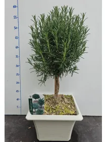 Rosmarino alb. bonsai 23x23 V. 23 cm - Riviera Quality Società Agricola Cooperativa