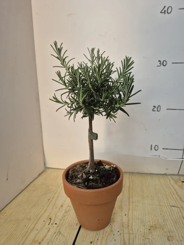 Rosmarino prostrato alb. 11 vaso coccio V. 10 cm - Riviera Quality Società Agricola Cooperativa