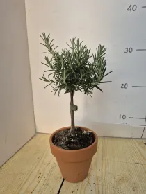 Rosmarino prostrato alb. 11 vaso coccio V. 10 cm - Riviera Quality Società Agricola Cooperativa