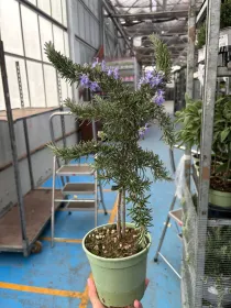 Rosmarino prostrato alb. 14 V. 14 cm - Riviera Quality Società Agricola Cooperativa