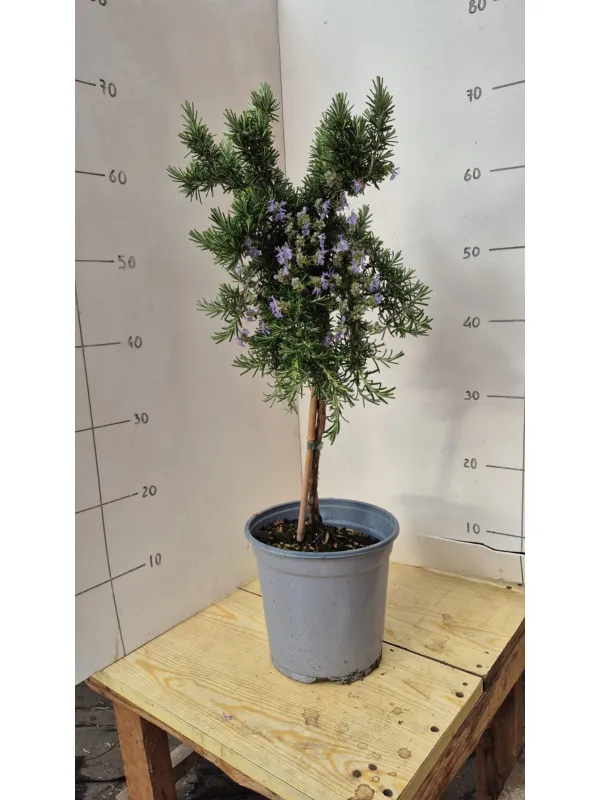 Rosmarino prostrato alb. 18 V. 18 cm - Riviera Quality Società Agricola Cooperativa