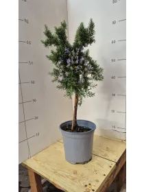 Rosmarino prostrato alb. 18 V. 18 cm - Riviera Quality Società Agricola Cooperativa