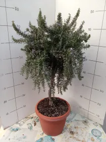 Rosmarino prostrato alb. 24 V. 24 cm - Riviera Quality Società Agricola Cooperativa