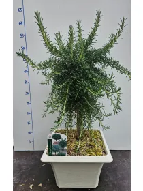 Rosmarino prostrato alb. bonsai 23x23 V. 23 cm - Riviera Quality Società Agricola Cooperativa