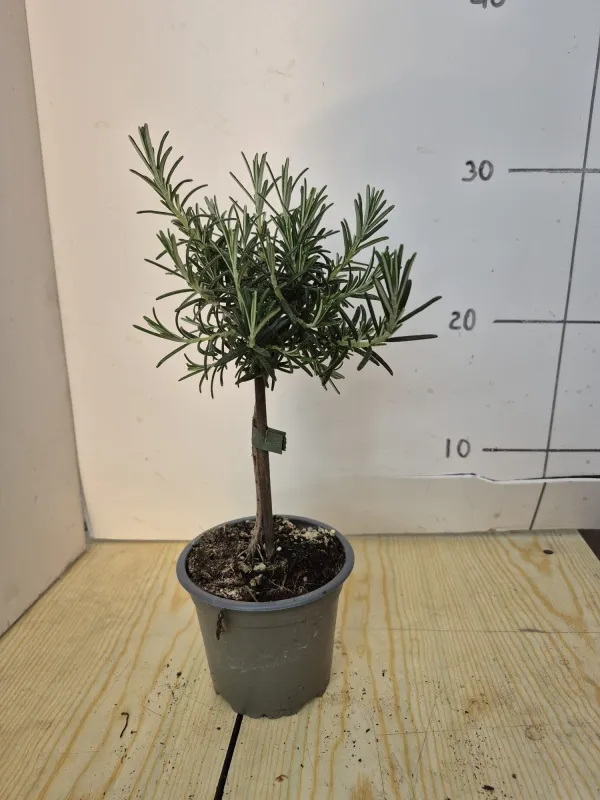 Rosmarino prostrato alb.10 V. 10 cm - Riviera Quality Società Agricola Cooperativa