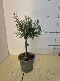 Rosmarino prostrato alb.10 V. 10 cm - Riviera Quality Società Agricola Cooperativa