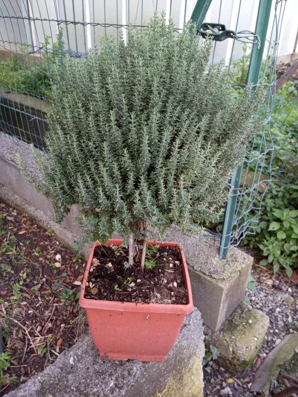 Timo alb 19x19 bonsai V. 19 cm - Riviera Quality Società Agricola Cooperativa