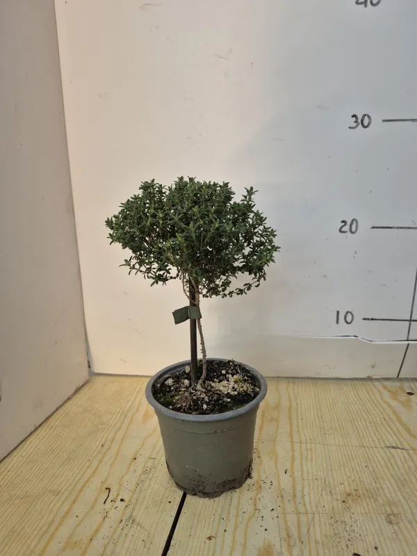 Timo alb. 10 V. 10 cm - Riviera Quality Società Agricola Cooperativa