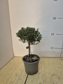 Timo alb. 10 V. 10 cm - Riviera Quality Società Agricola Cooperativa