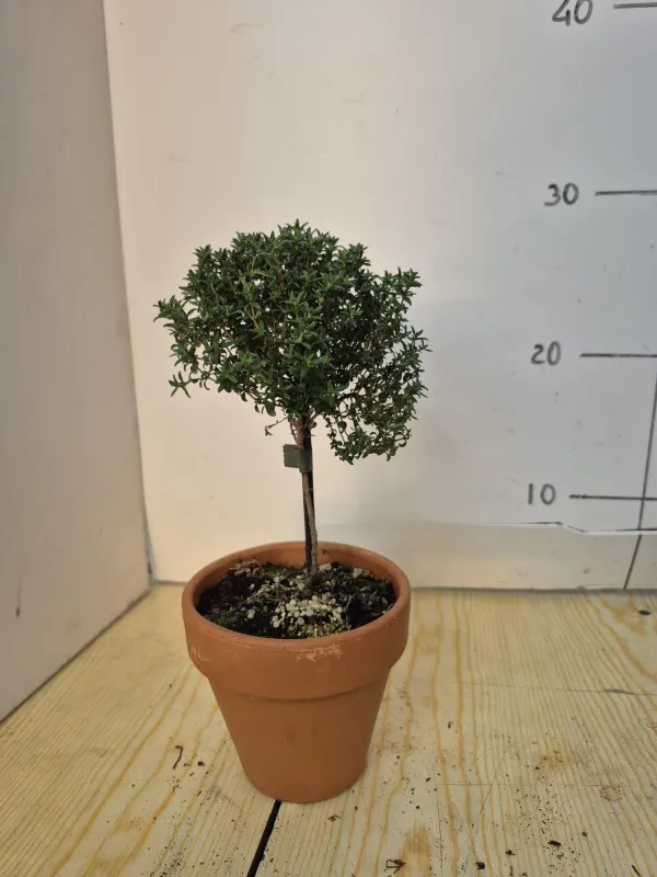 Timo alb. 11 vaso coccio V. 10 cm - Riviera Quality Società Agricola Cooperativa