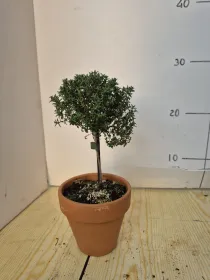 Timo alb. 11 vaso coccio V. 10 cm - Riviera Quality Società Agricola Cooperativa