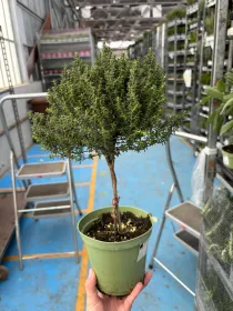 Timo alb. 14 V. 14 cm - Riviera Quality Società Agricola Cooperativa