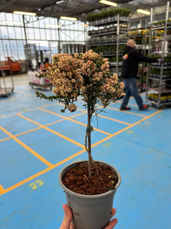 Timo alb. foxley 14 V. 14 cm - Riviera Quality Società Agricola Cooperativa