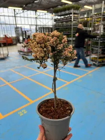 Timo alb. foxley 14 V. 14 cm - Riviera Quality Società Agricola Cooperativa