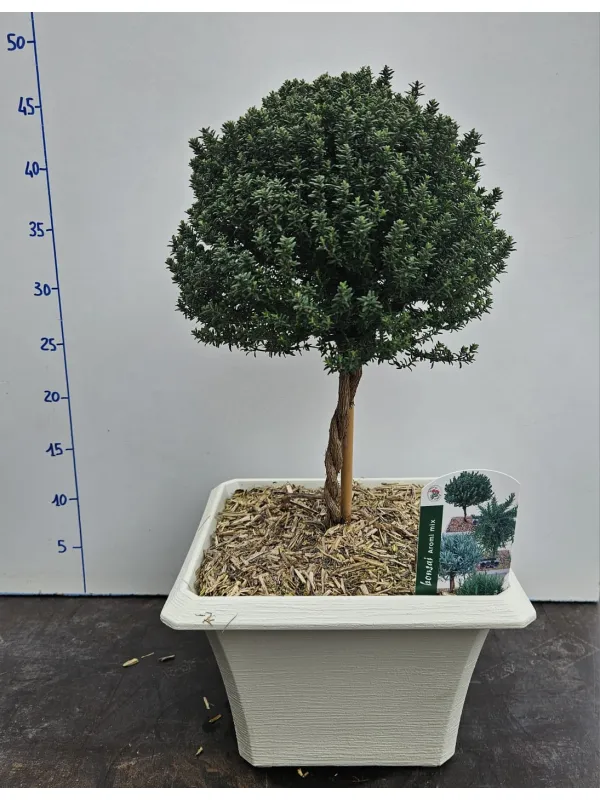 Timo alb.bonsai 23x23 V. 23 cm - Riviera Quality Società Agricola Cooperativa