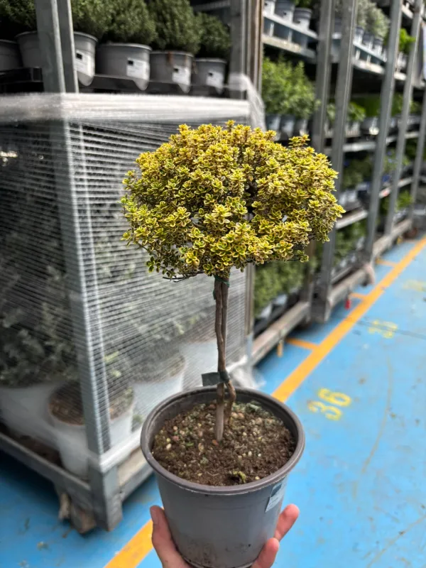 Timo aureo alb. 14 V. 14 cm - Riviera Quality Società Agricola Cooperativa