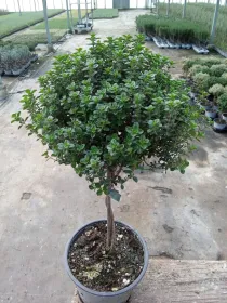 Timo citriodoro alb. 14 V. 14 cm - Riviera Quality Società Agricola Cooperativa