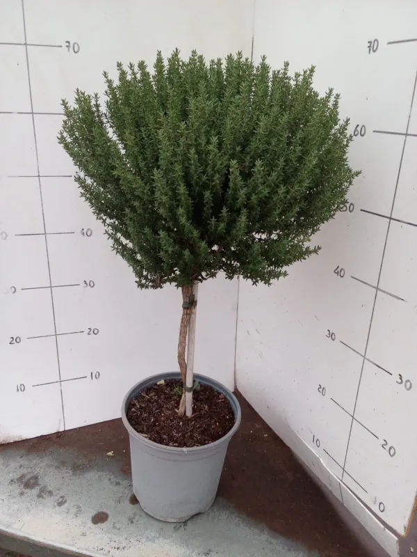 Timo faustini alb 18 V. 18 cm - Riviera Quality Società Agricola Cooperativa