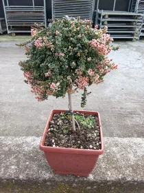 Timo foxley alb 19x19 bonsai V. 19 cm - Riviera Quality Società Agricola Cooperativa