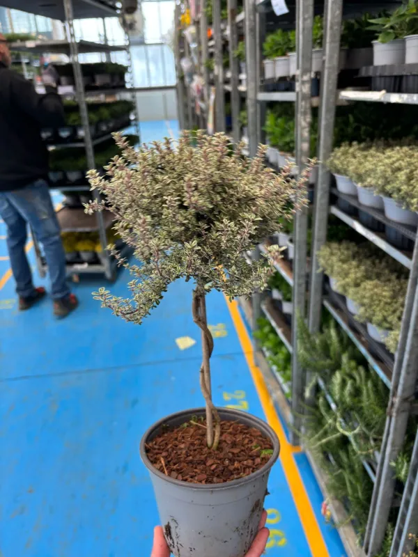 Timo silver queen alb 14 V. 14 cm - Riviera Quality Società Agricola Cooperativa