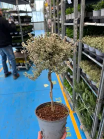 Timo silver queen alb 14 V. 14 cm - Riviera Quality Società Agricola Cooperativa