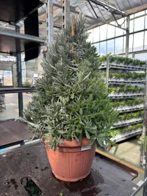 Lavanda piramide 25 V. 25 cm - Riviera Quality Società Agricola Cooperativa