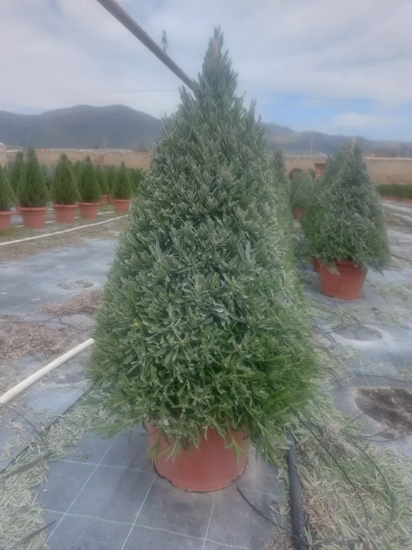 Lavanda piramide 30 V. 30 cm - Riviera Quality Società Agricola Cooperativa