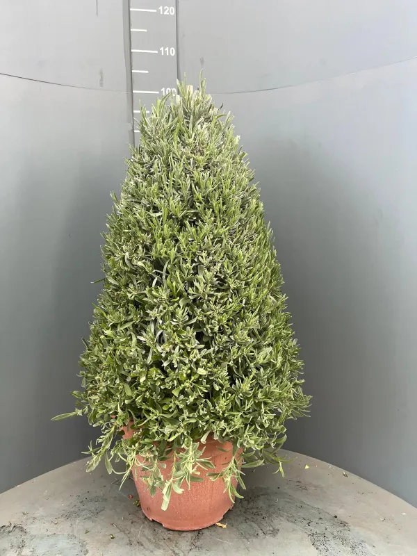 Lavanda piramide 35 V. 35 cm - Riviera Quality Società Agricola Cooperativa