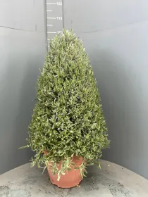 Lavanda piramide 35 V. 35 cm - Riviera Quality Società Agricola Cooperativa