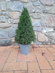 Rosmarino piramide 18 V. 18 cm - Riviera Quality Società Agricola Cooperativa