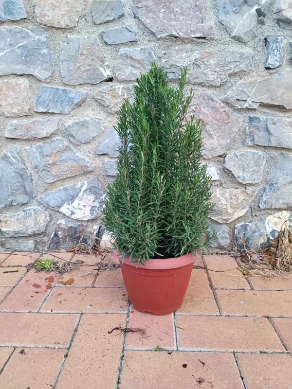 Rosmarino piramide 25 V. 25 cm - Riviera Quality Società Agricola Cooperativa