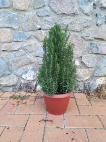 Rosmarino piramide 25 V. 25 cm - Riviera Quality Società Agricola Cooperativa