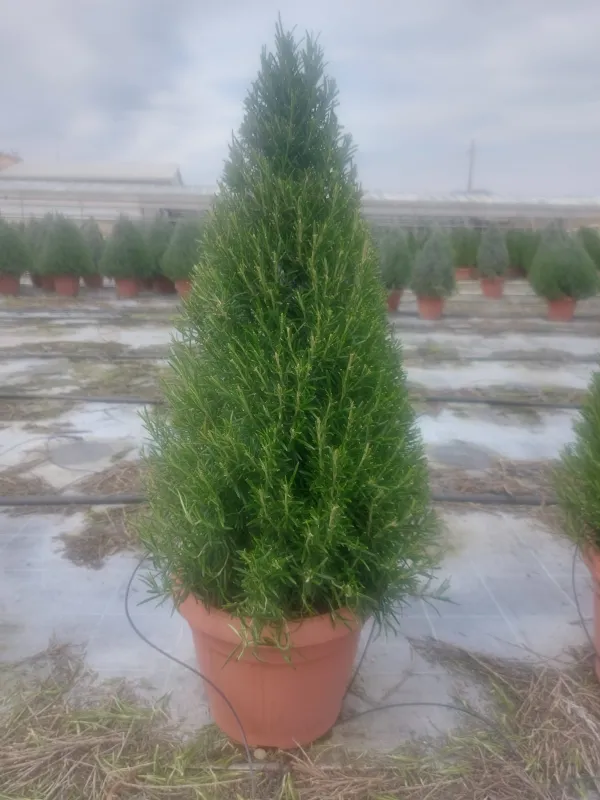 Rosmarino piramide 30 V. 30 cm - Riviera Quality Società Agricola Cooperativa