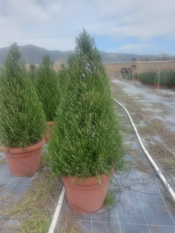 Rosmarino piramide 35 V. 35 cm - Riviera Quality Società Agricola Cooperativa