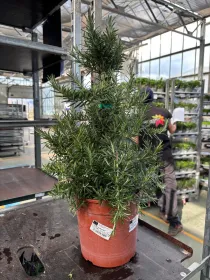 Rosmarino prostrato piramide 18 V. 18 cm - Riviera Quality Società Agricola Cooperativa