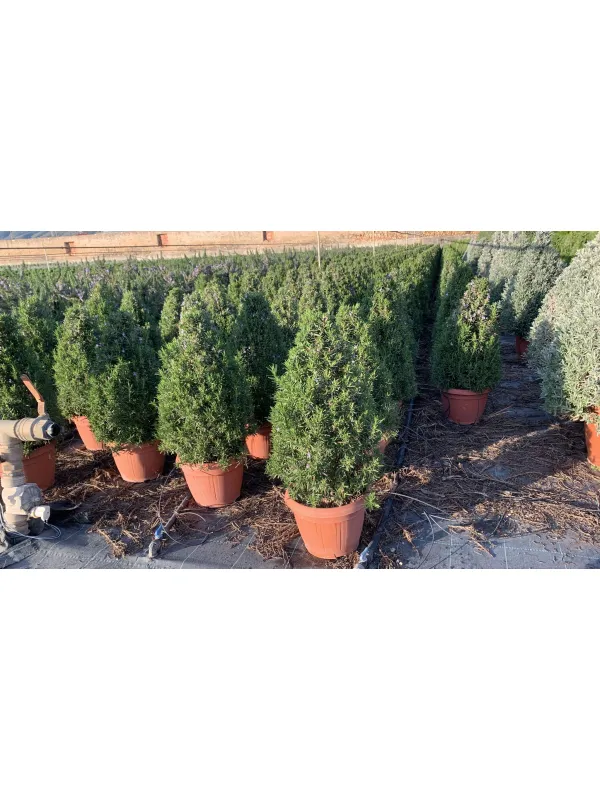 Rosmarino prostrato piramide 25 V. 25 cm - Riviera Quality Società Agricola Cooperativa