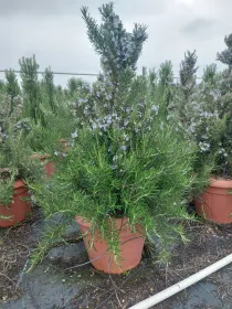 Rosmarino prostrato piramide 35 V. 35 cm - Riviera Quality Società Agricola Cooperativa