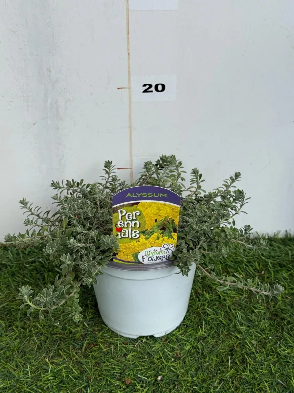 Alyssum montanum 14 V. 14 cm - Riviera Quality Società Agricola Cooperativa