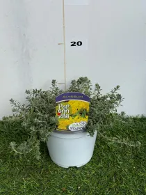 Alyssum montanum 14 V. 14 cm - Riviera Quality Società Agricola Cooperativa