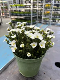 Arenaria montana 14 V. 14 cm - Riviera Quality Società Agricola Cooperativa
