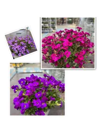 Aubretia 14 da talea V. 14 cm - Riviera Quality Società Agricola Cooperativa