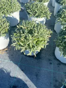 Cerastium 14 V. 14 cm - Riviera Quality Società Agricola Cooperativa